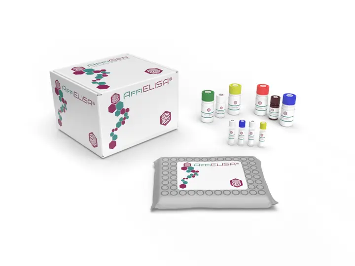 pBeloBAC11 - 2ug