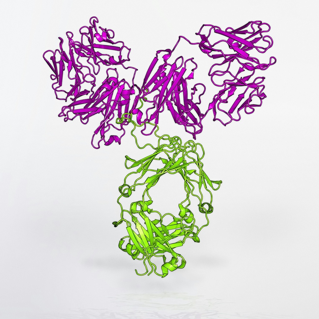 pan Cadherin Antibody - 100µg