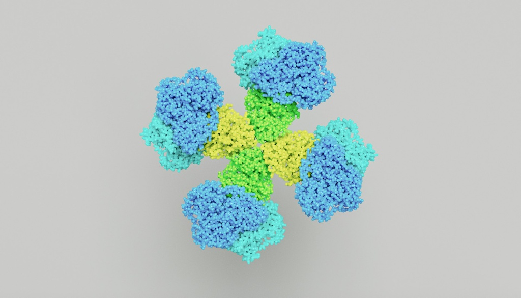 V5- Tag Mouse Monoclonal Antibody