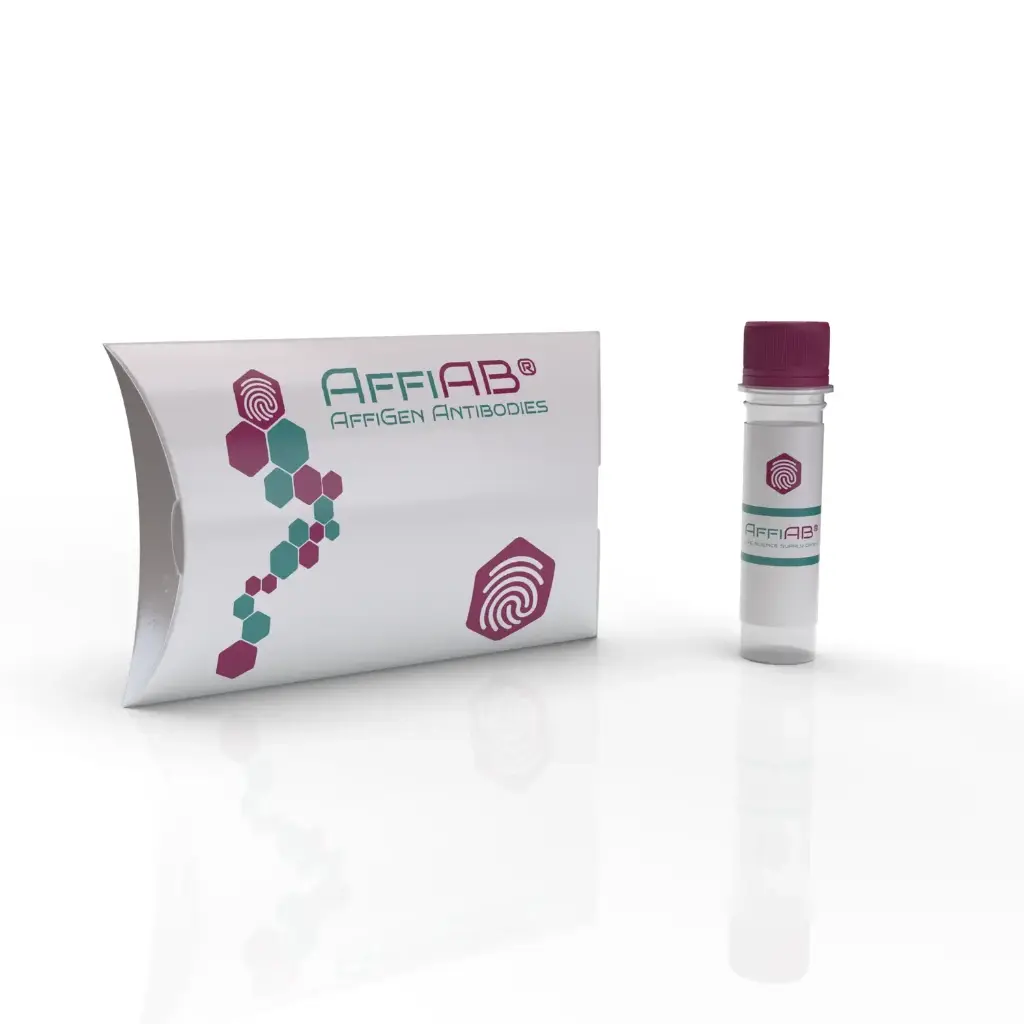 Brm Antibody
