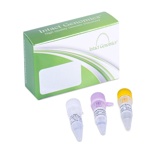 Reverse-Transcriptase
