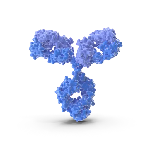 [PAab03520] Anti-GM-CSF antibody - 100µg